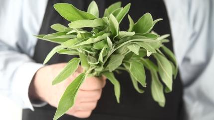 Kilosu altnla yaryor! Bu bitki sadece sabah toplanrsa ifa oluyor