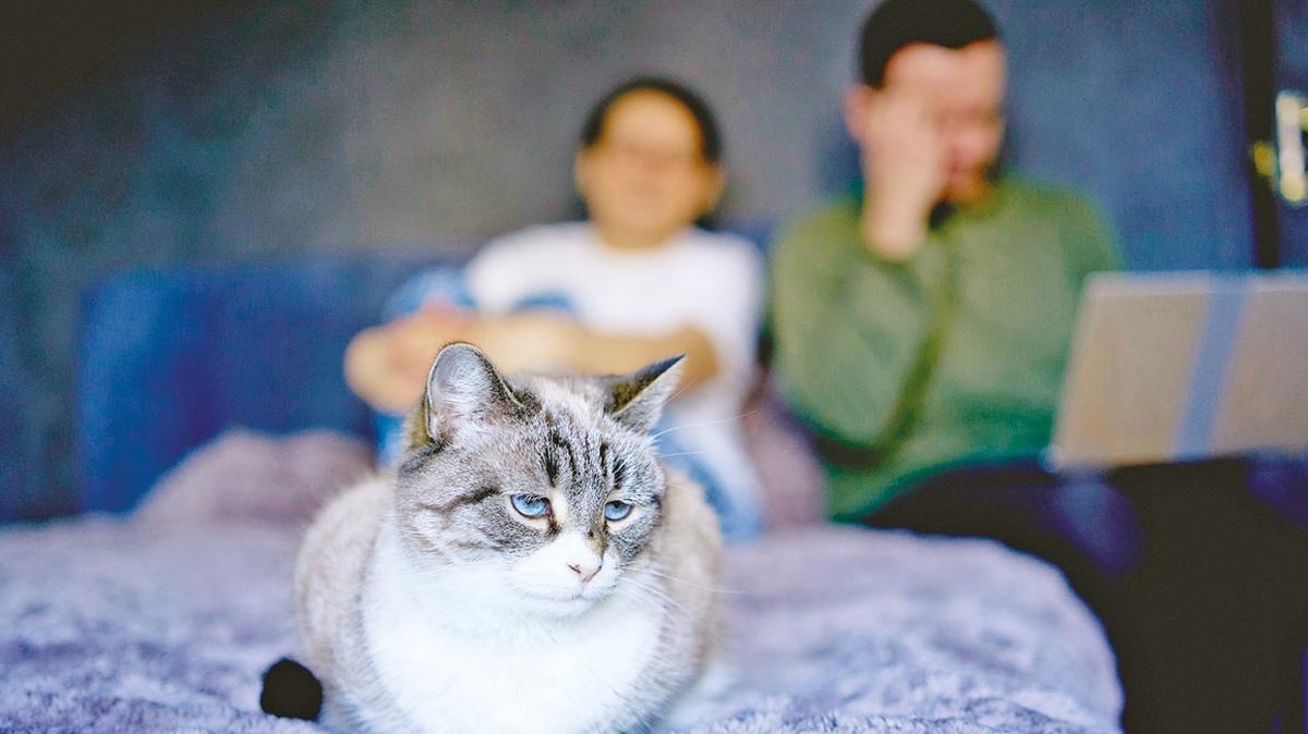 boanma dava evcil hayvan kedi nafaka fotoraflar resimleri