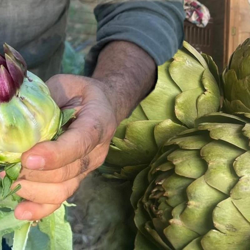 Karacier yalanmasnn doal ilac: Ya mknats gibi ekiyor! ster yemeini ister suyunu iin