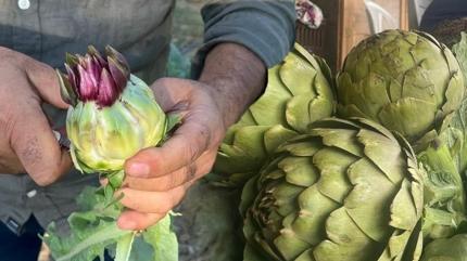 Karacier yalanmasnn doal ilac: Ya mknats gibi ekiyor! ster yemeini ister suyunu iin