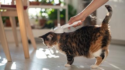 Kedi beslenen evde kokuyu azaltmann 5 yolu! Eve gelen misafir kokuyu almayacak