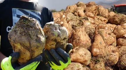 Konya'da hasad balad: Kaysdan 10 kat etkili! Doal kabzlk ilac: Barsaklar motor gibi altryor