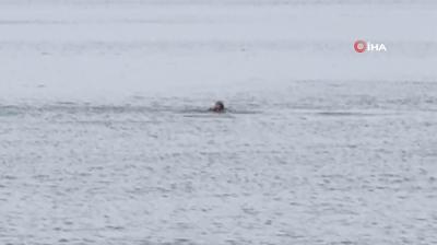 Fokun ahtapotu avlad anlar! eme sahilinde grntlendi