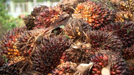 Palm ya tehlikesi! Raflardaki rnlerin ou...