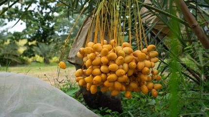 Kuruyemilerin ah, barsaklarn ilac... Ne kuru zm ne ceviz