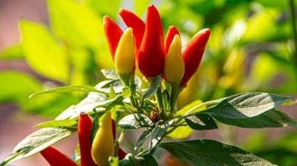 Acl damarlar spryor: Kalbin muhafz, doal takviye