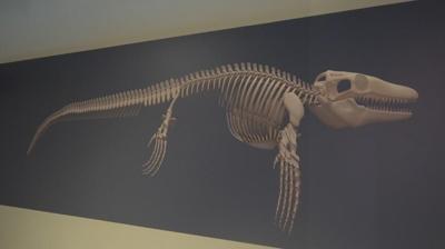 Tam 65 milyon yanda! 'Denizlerin dinozoru' Trkiye'de kefedildi