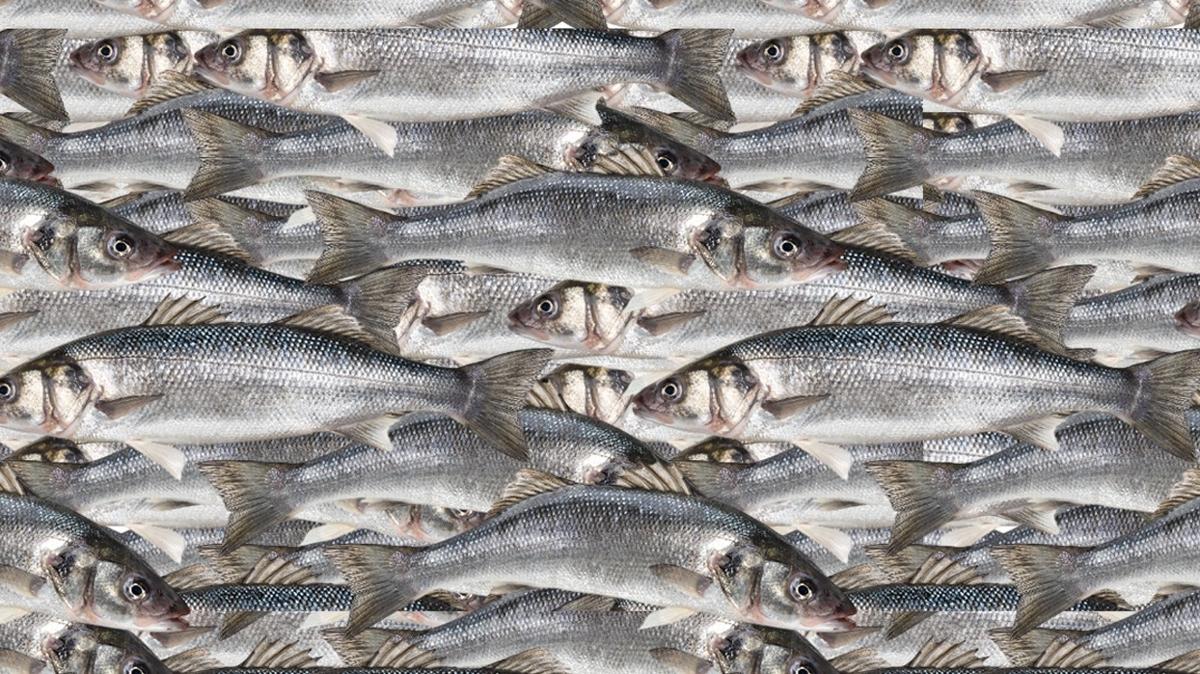 optik illzyon zeka balk kedi test fotoraflar resimleri