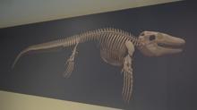 Tam 65 milyon yanda! 'Denizlerin dinozoru' Trkiye'de kefedildi