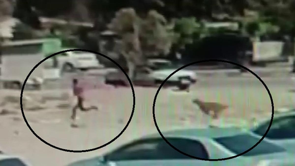 kpek saldrs babo kpekler sokak kpekleri fotoraflar resimleri