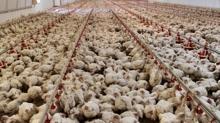 Ku gribi tehdidi byyor: 400 bin kanatl hayvan telef edildi
