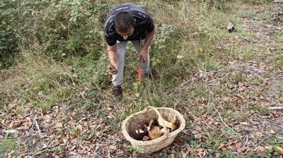 Kentte ormanlk alanlara hcum! Kovalarca toplayp 600 TL'ye satyorlar