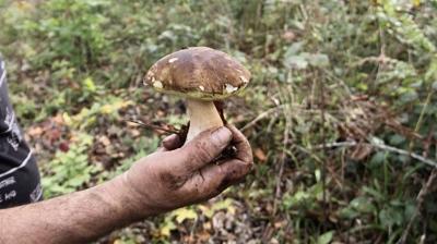 Kilosu 600 TL! Sinop'ta yetiiyor, Avrupa'dan sipari yayor! Toplayann elinde kalmyor