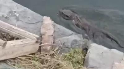 Nesli tkenmekte olan su samuru Kkekmece'de grld