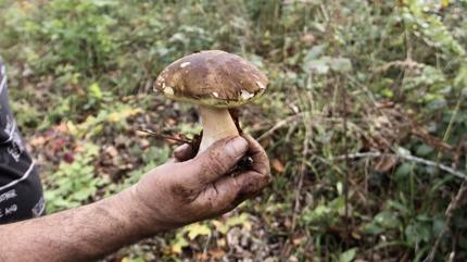 Kilosu 600 TL! Sinop'ta yetiiyor, Avrupa'dan sipari yayor! Toplayann elinde kalmyor