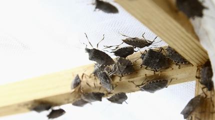 Herkesi bktrd! Kokarcalar evden uzaklatrmann en hzl yolu 1 damla ya