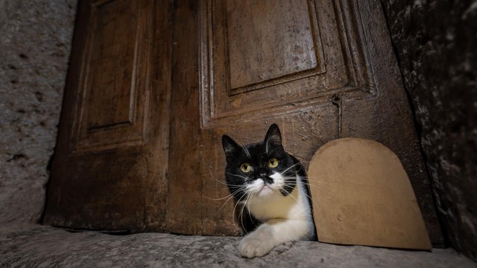 Topkap Saray'nn kedi kaps, Mlayim'in torunu erbetle yeniden ald