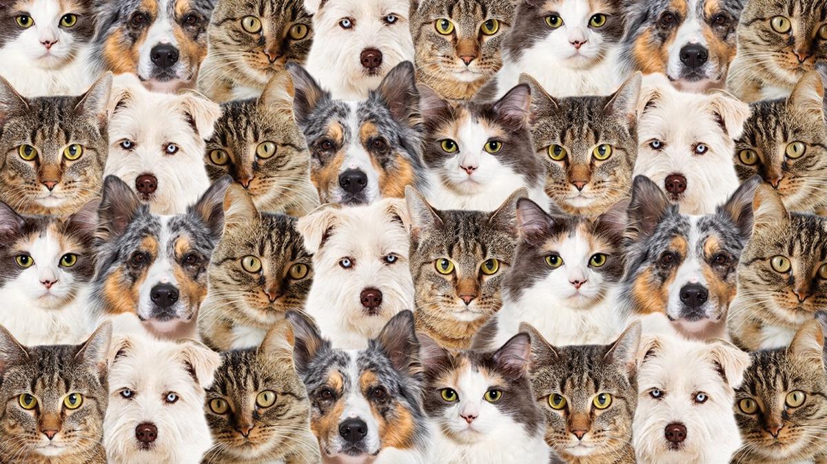 optik illzyon zeka kedi kpek civciv test fotoraflar resimleri