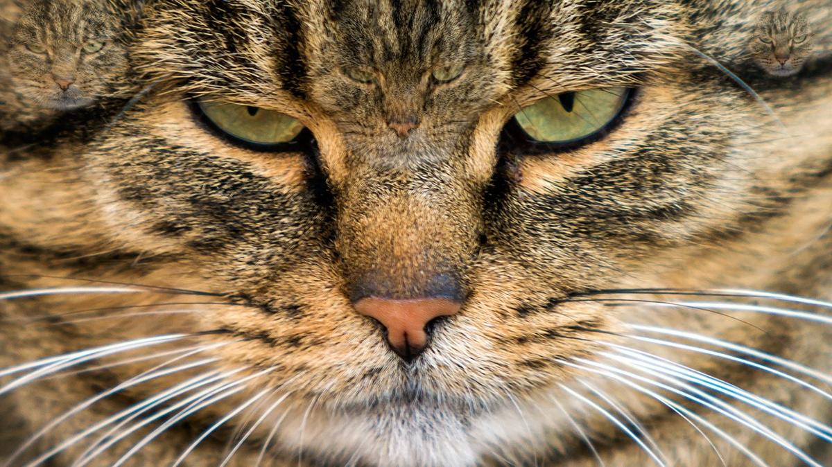 optik illzyon zeka kedi zeki test fotoraflar resimleri