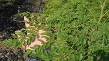 retici iin de tketici iin de sper gda: Moringa