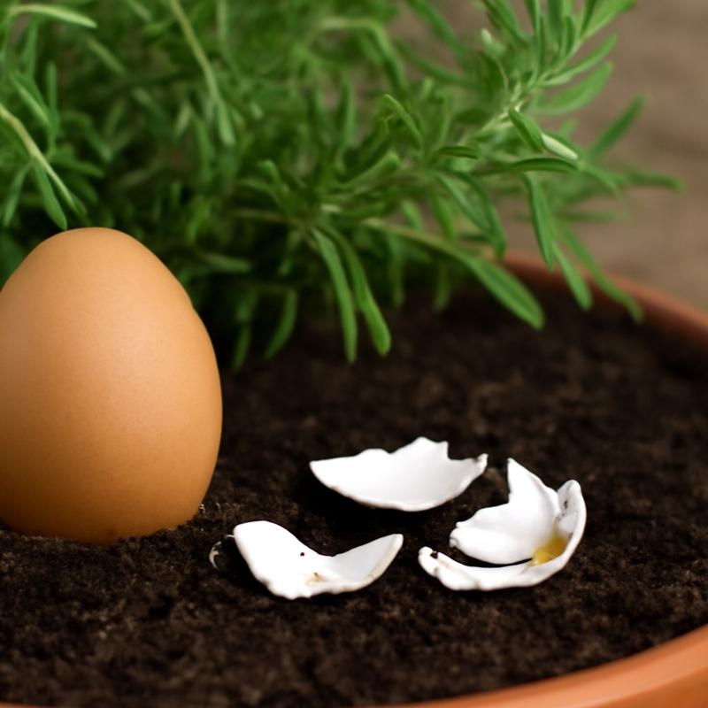 Sonbaharda bitkileri yenileyen yumurtal yntem!