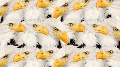 Zeka testi: Kartalların içindeki minik kedi nerede? 475 kişiden 12'si başarılı oldu