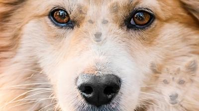 Zeka testi: Resimde 5 köpek var! En zekiler 10 saniyede hepsini buluyor...