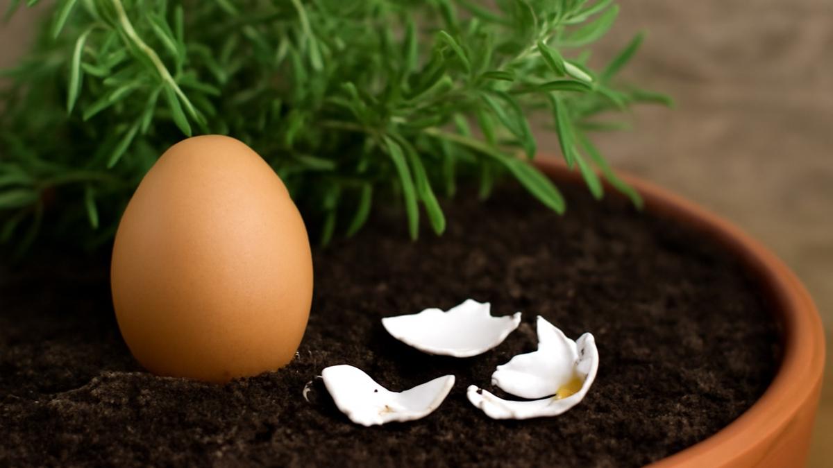 yumurta sonbahar sonbaharda bitkiler fotoraflar resimleri