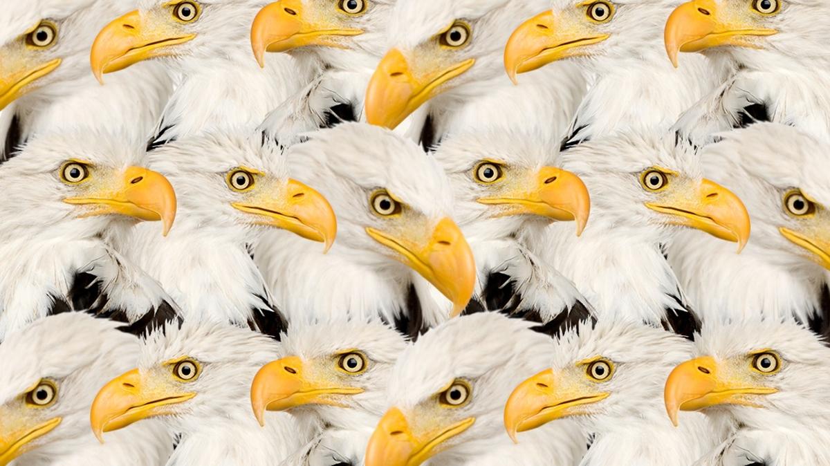 zeka optik illzyon minik kedi kartal test fotoraflar resimleri