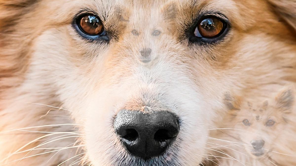 optik illzyon zeka kpek zeki test fotoraflar resimleri