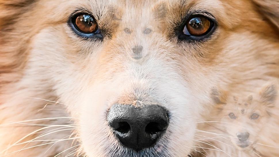 Zeka testi: Resimde 5 kpek var! En zekiler 10 saniyede hepsini buluyor...