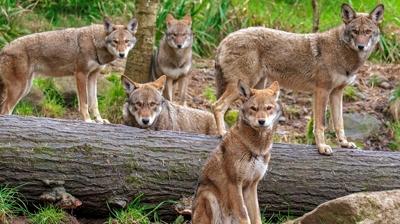 Zeka testi: Kurtların içindeki beyaz köpeği bulabilir misin? 810 kişiden 21'i bulabildi