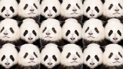 Zeka testi: Pandaların içindeki saklı aslan nerede? 720 kişiden 18'i bulabildi