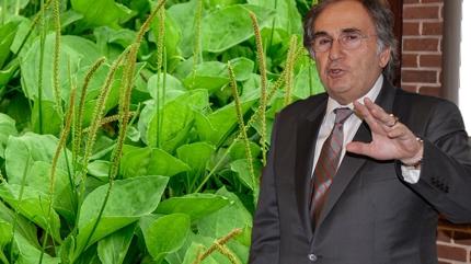 brahim Saraolu neriyor! Gizli ekeri duyan bu bitkilere kouyor