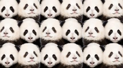 Zeka testi: Pandalarn iindeki sakl aslan nerede? 720 kiiden 18'i bulabildi