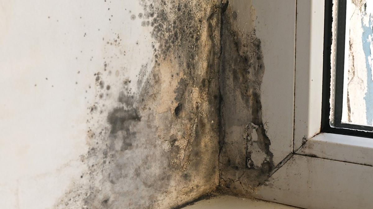 rutubet kf temizleme fotoraflar resimleri