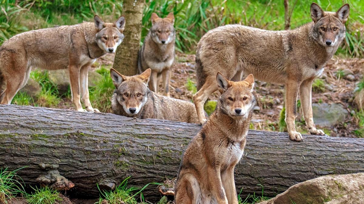 optik illzyon zeka kurt beyaz kpek fotoraflar resimleri