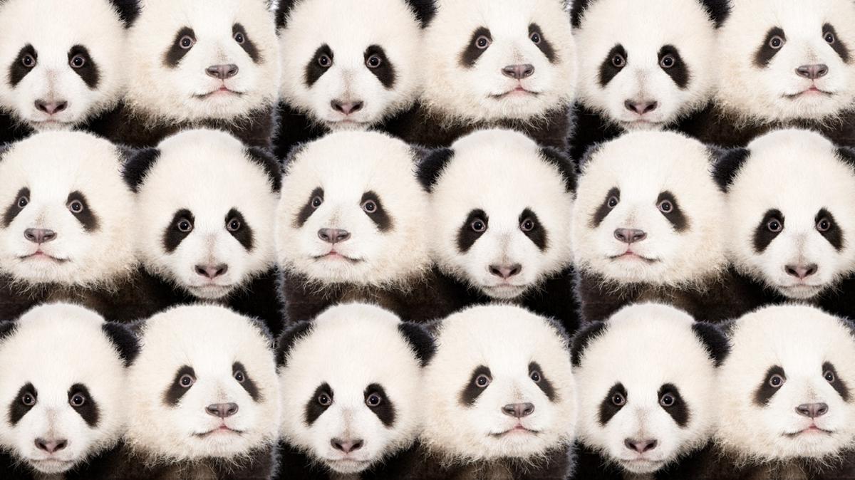 panda aslan zeka optik illzyon test fotoraflar resimleri