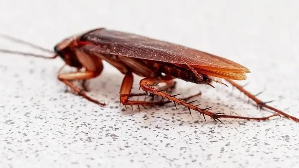 Bir an nce evden uzaklatrn! Hamam bcekleri buna geliyormu