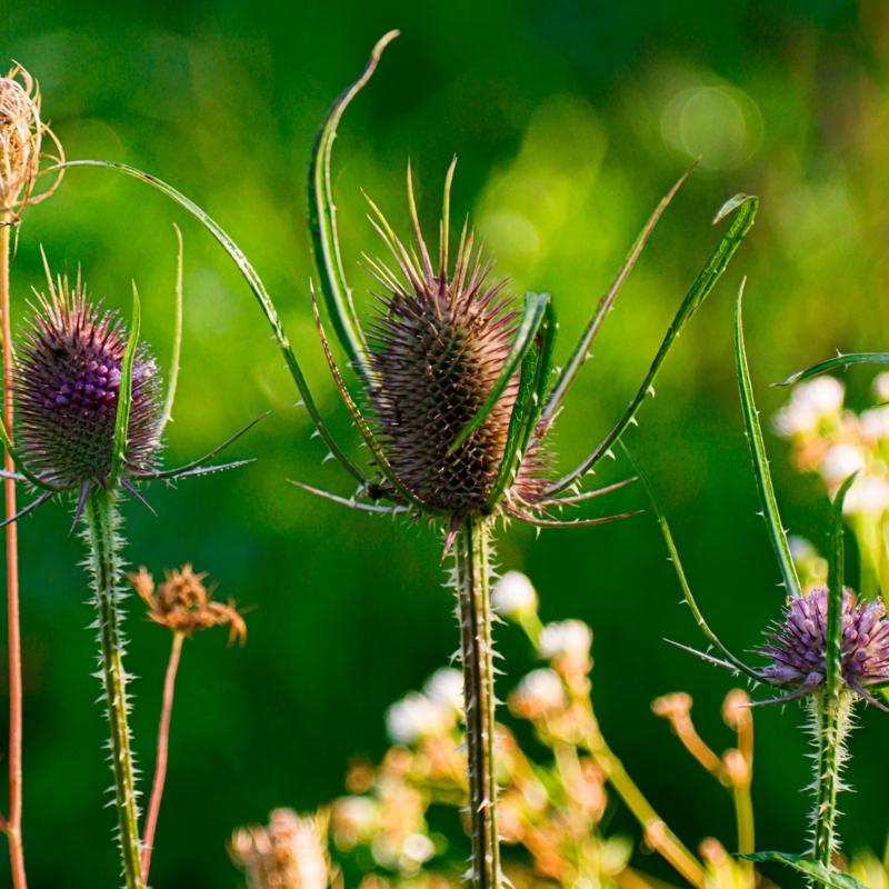 i mideyi indiriyor: Kuru barsaklar altryor