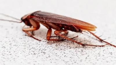 Bir an önce evden uzaklaştırın! Hamam böcekleri buna geliyormuş