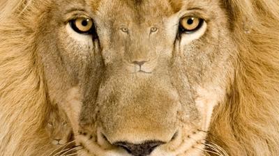 Zeka testi: Resimde 5 aslan var! Galatasaraylılar bile 7 saniyede hepsini bulamıyor