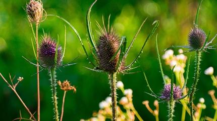 i mideyi indiriyor: Kuru barsaklar altryor