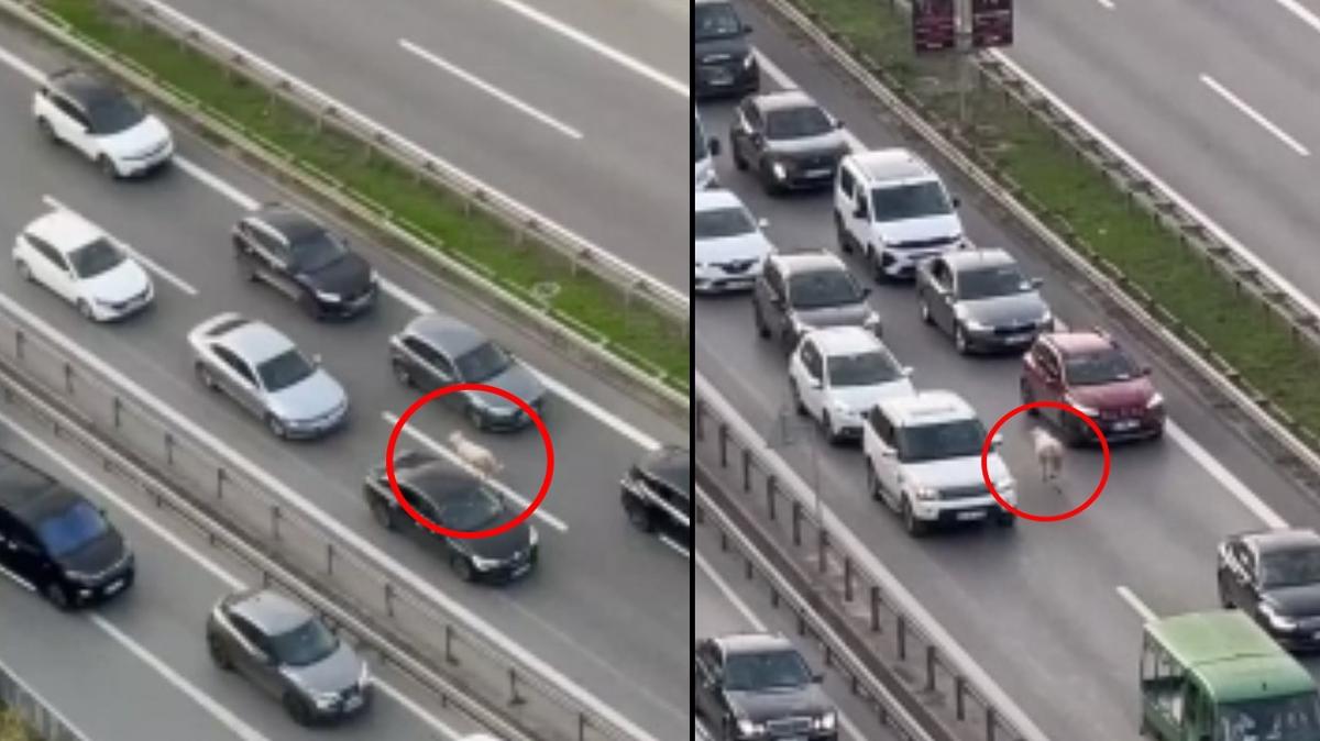 mraniye istanbul koyun fotoraflar resimleri