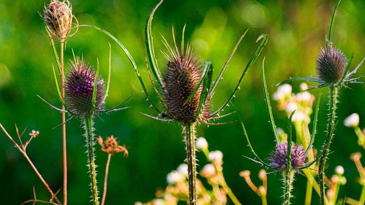 mide barsak salk fotoraflar resimleri