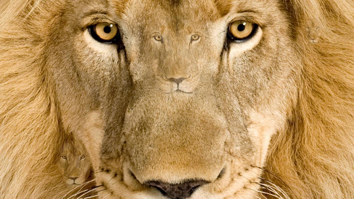 optik illzyon galatasaray aslan test zeka fotoraflar resimleri