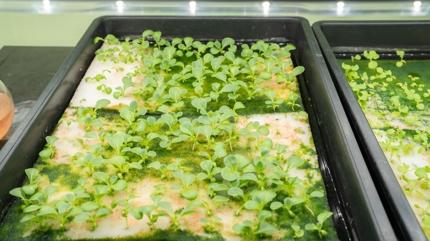 Suyun tm minerali o bitkide... Sebzelerin ah, rokay sollayan vitamin