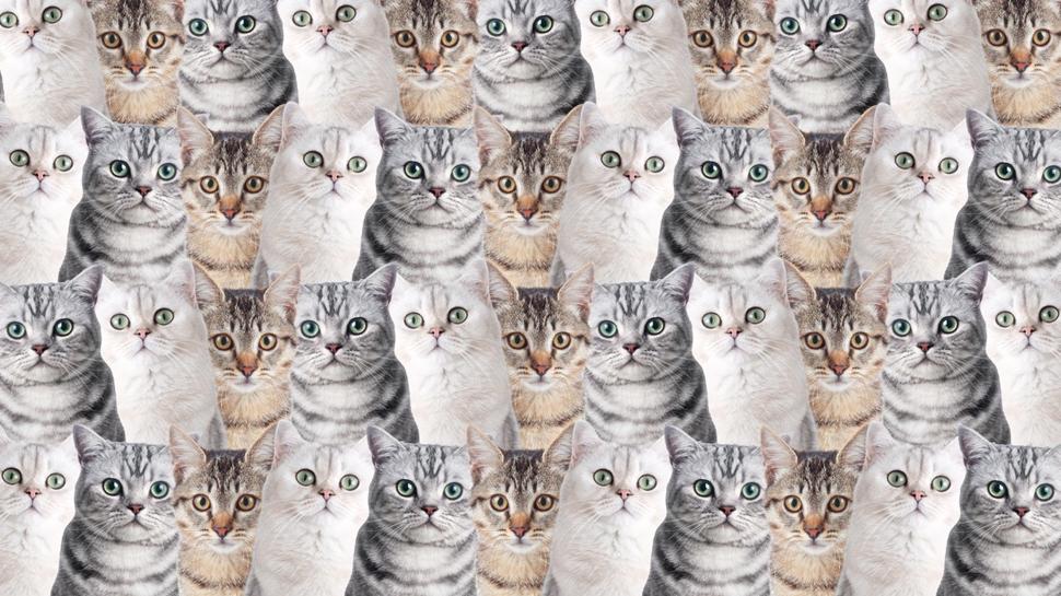 Zeka testi: Onlarca kedinin iindeki aslan nerede? 670 kii denedi 21'i baarl oldu