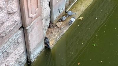 Eine az rastlanan olay! Gvercinler ve fareler yemeklerini paylat