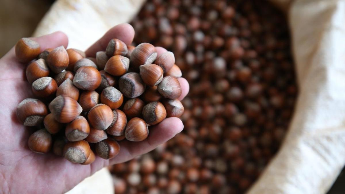 Rekabet Kurumu Ferrero Trkiye fndk fotoraflar resimleri